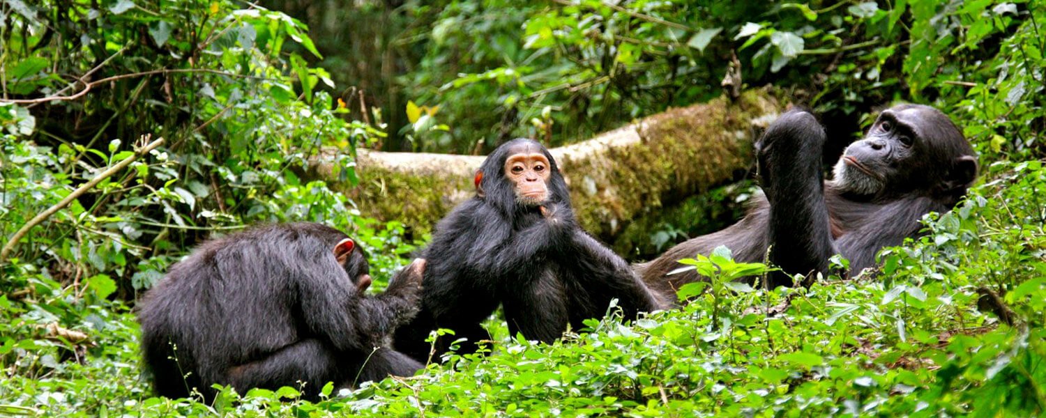 kibaleforestnationalpark